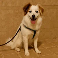 واگذاری سگ- رایگان نیست