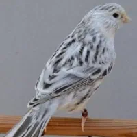 قناری اوپال سیلور طوسی نژاددار