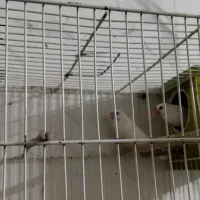 جفت فنچ نرگسی مولد