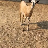 نابیبزغاله|حیوانات مزرعه|الشتر, |دیوار