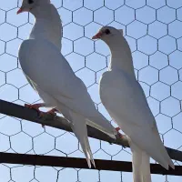 کبوتر تکپر|پرنده|کلاله, |دیوار