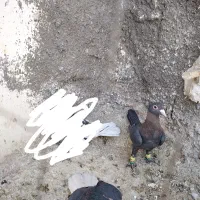 لاکی نر قلدر|پرنده|تربتحیدریه, کاشانی|دیوار