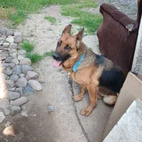 سگ ژرمن اصیل