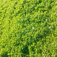 نشا کاهو|خدمات باغبانی و درختکاری|نورآباد ممسنی, |دیوار