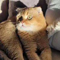 اسکاتیشNY11|گربه|مراغه, |دیوار