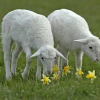 فروش دام زند ارگانیک