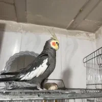 عروس هلندی نر سخنگو|پرنده|تهران, هفده شهریور|دیوار