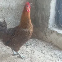 فوری فروش یک عدد مرغ تخم گذار