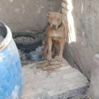 واگذاری سگ پیتبول ماده