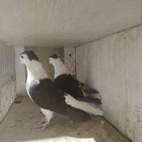 کبوترعطیقه