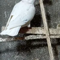 کبوتر کفتر رنگه|حیوانات|مشهد, نظام دوست|دیوار