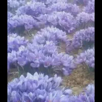 گل زعفران جمع کن