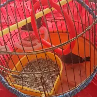 فتچ جفت|پرنده|رشت, کوی جام جم|دیوار