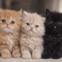 بریتیش اسکاتیش