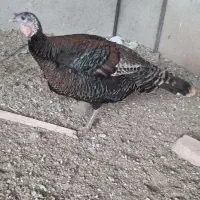 ماده بوقلمون برنز دم تخم