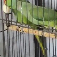 جفت ملنگو تخمگذار|پرنده|اهر, |دیوار