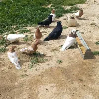 کبوتر جفت کله زرد