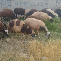 گوسفند قربانی