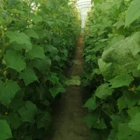1000متر گلخانه واقع در 3400متر زمین