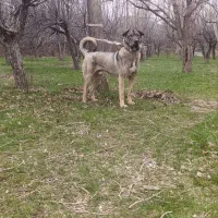 فروش توله درجه یک