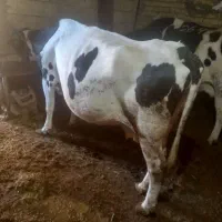 حیوانات مزرعه