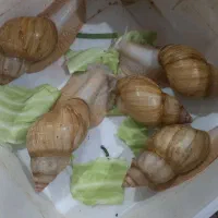 حلزون|خزنده|فسا, |دیوار