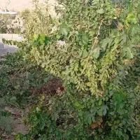 زمین کوهپایه