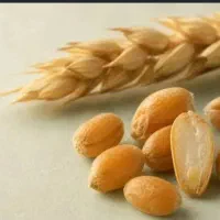 گندم برات