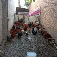 مرغ و خروس محلی|حیوانات مزرعه|دره شهر, |دیوار