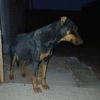 سگ ماده معاضه با کبوتر پرشی