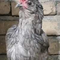 مرغ گلین