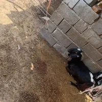 گوسفند فروشی