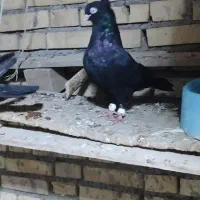 کبوتر ابادانی|پرنده|کرخه, |دیوار