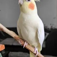 عروس هلندی سفید گم شده