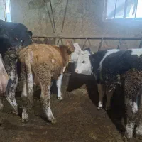 س راس گوساله نر تمام عیار