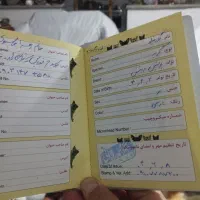 پرشین گارفیلید نژاد تک وباهوش|گربه|بروجرد, |دیوار