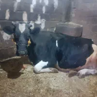 گاو و گوساله و گاو آبستن شیری جوان|حیوانات مزرعه|صحنه, |دیوار