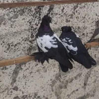 یک جفت کبوتر تبریزی کلکسیونی یک جفت ساکسون