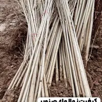 فروش نهال به سراسر کشور|خدمات باغبانی و درختکاری|میاندوآب, |دیوار