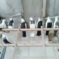 رنگی|پرنده|قم, دورشهر|دیوار