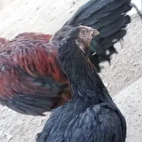 جوجه لاری دوماهه سه ماهه سه دانگ تا ۴دانگ|حیوانات مزرعه|سمنان, |دیوار