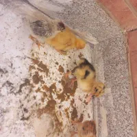 واگذاری دو تا اردک یدونه جوجه