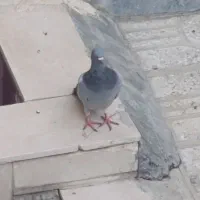 کبوتر پلاکی