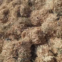 علف|حیوانات مزرعه|زنجانرود, |دیوار