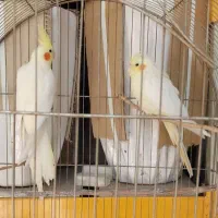 جفت عروس هلندی