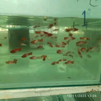 گلدفیش|ماهی|بردسکن, |دیوار