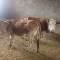گاو|حیوانات مزرعه|نورآباد, |دیوار