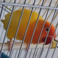 طوطیبرزیلی|پرنده|نیشابور, کوی یغما|دیوار