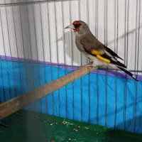 سهره سقا درشت|پرنده|کرمان, |دیوار