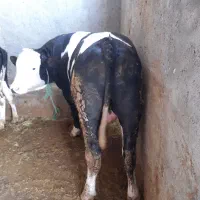ذبح احشام بزرگ گوچک|خدمات پذیرایی، مراسم|زنجان, |دیوار